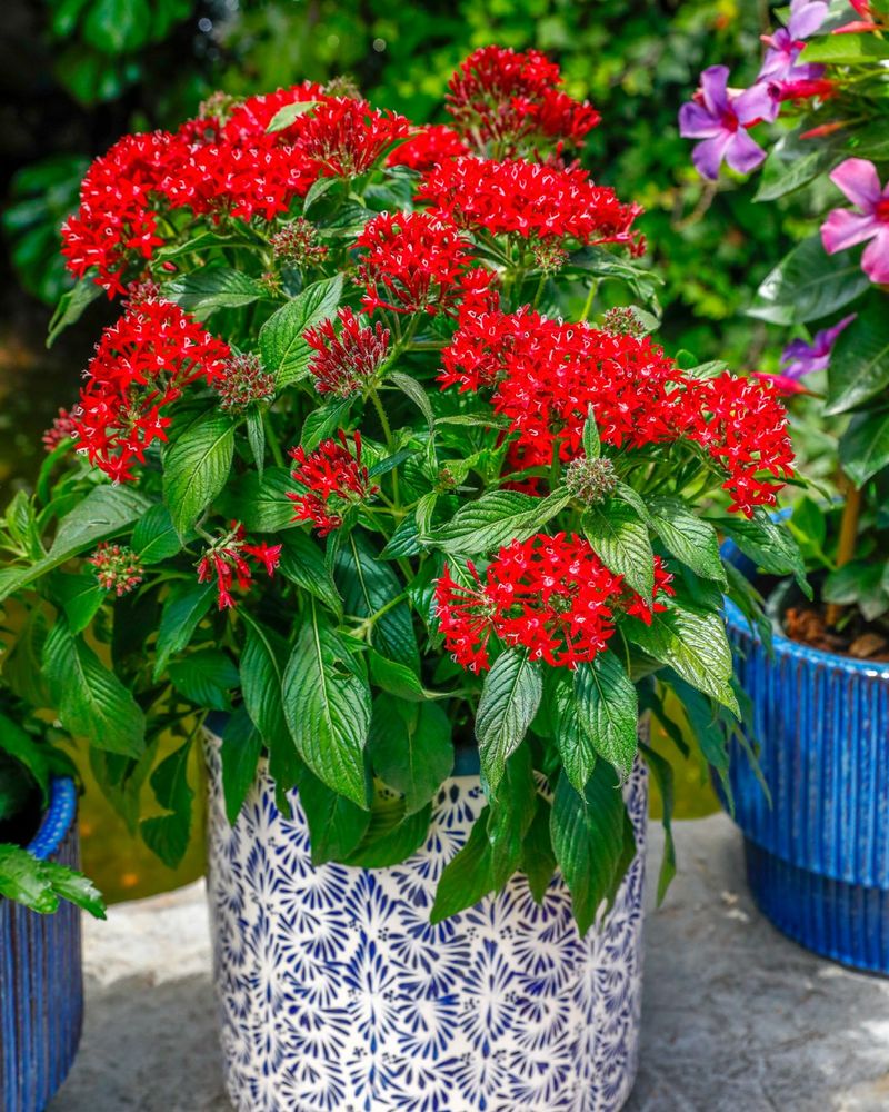 Pentas Attract Pollinators While Enduring Extremes