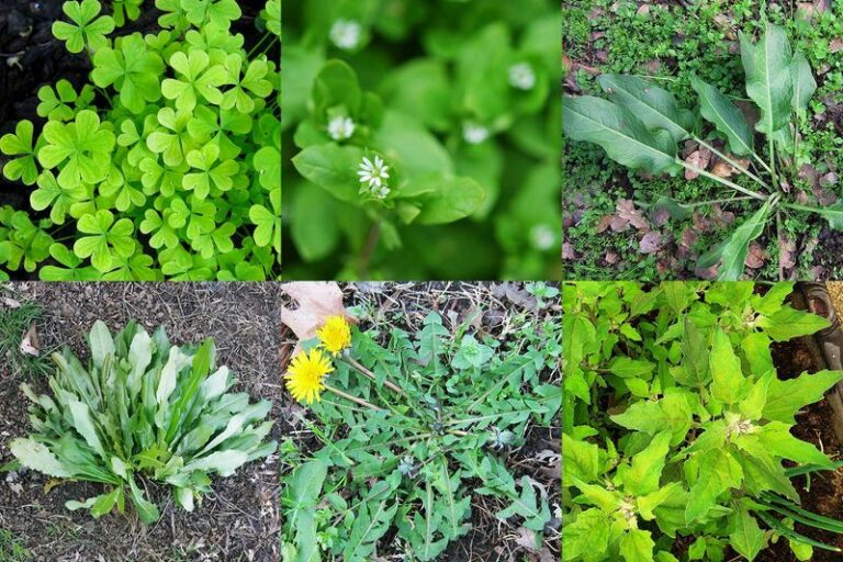 This Plant Looks Obvious Until You Notice The One Detail That Changes The ID