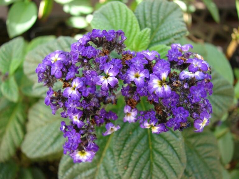 This Flowering Plant Stops People Mid-Step, But Most Gardeners Guess Its Name Wrong