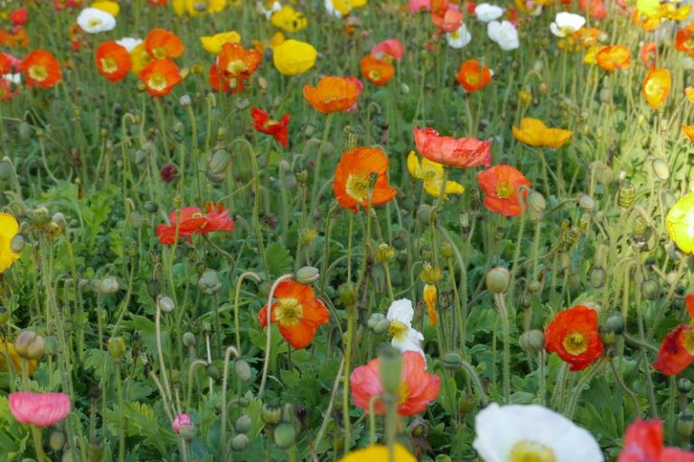 The Flower Seeds North Carolina Gardeners Sow Before September Ends For Spring Color