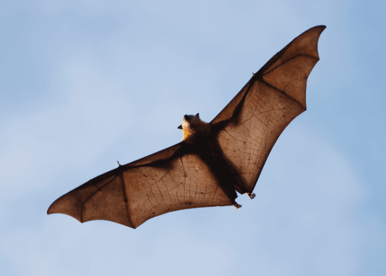 The Night Hunters Eight Florida Natives Recruit To Clear Rats, Roaches, And Mosquitoes
