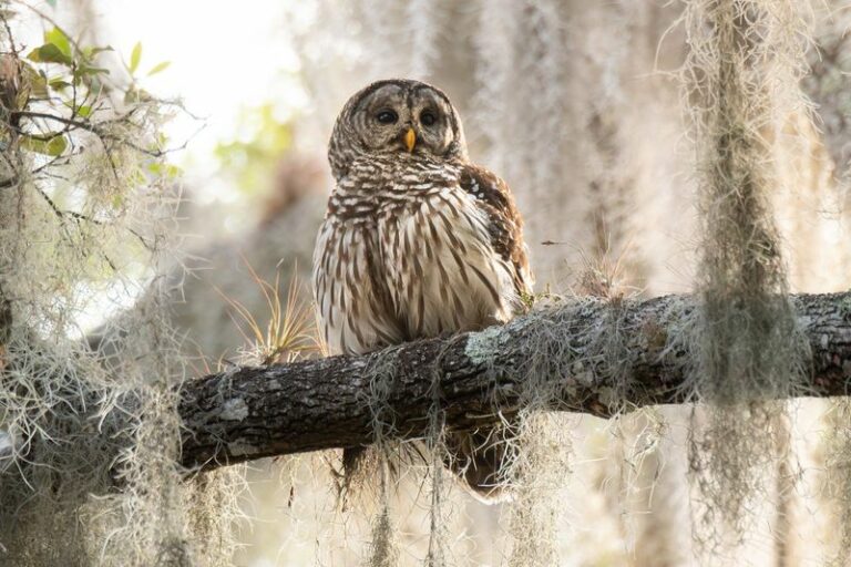 The Meaning Behind Hearing Barred Owls Call Across Your Florida Yard At Dusk