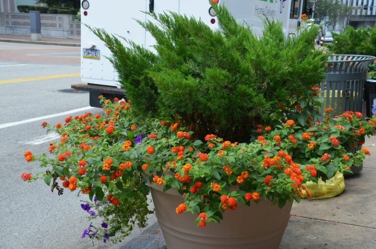 The Container Plant North Carolina Gardeners Keep Falling Back In Love With Every Summer