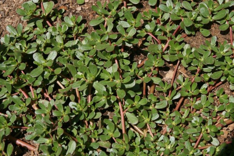 Stumble On This Plant In Your Yard And You Have Struck Gold, But Most Folks Walk Right Past It