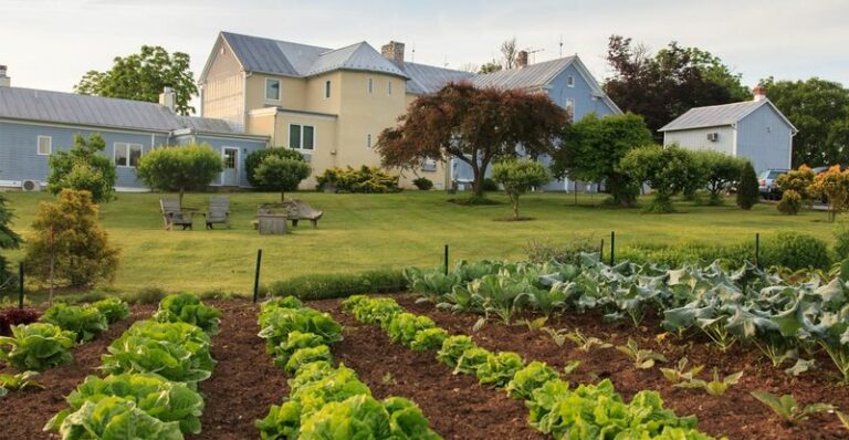 The Pennsylvania Vegetables You Can Still Direct Sow For A Heavy Fall Harvest