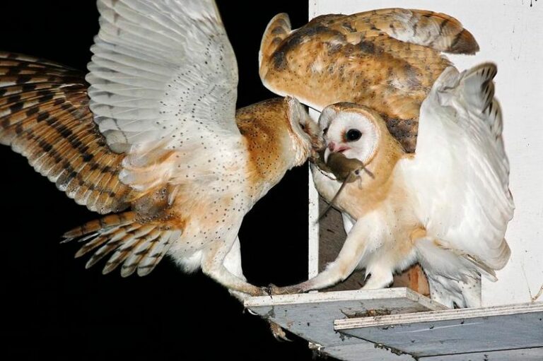 More Owls Over Your Texas Home Means Fewer Rats Around The Barn