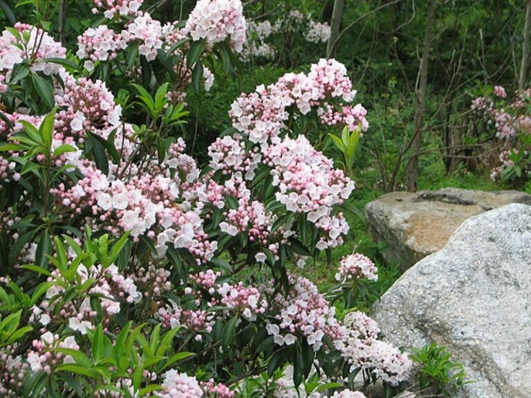 The Wildflower You Almost Picked On A Pennsylvania Hike Is Actually Protected By Law