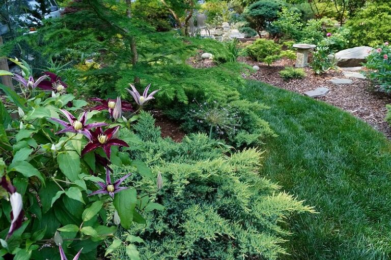 11 North Carolina Perennials That Multiply Themselves Every Time You Divide And Replant