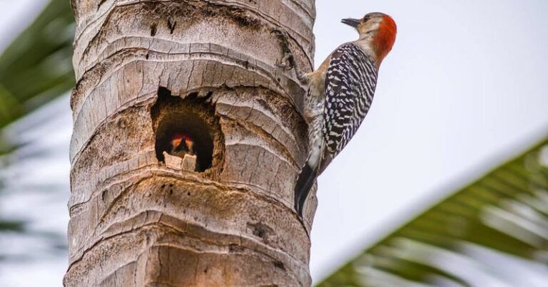 What Keeps Bringing Red-Bellied Woodpeckers Back To The Same Florida Yard