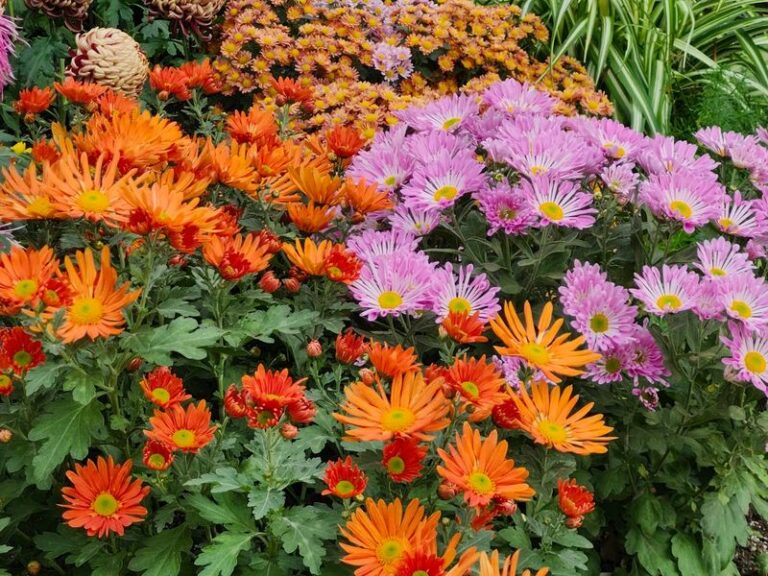 What Pennsylvania Gardeners Plant In Late Summer For Blooms That Carry Straight Through October