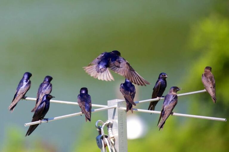 More Purple Martins Near Your North Carolina Home Means Quieter Mosquito Evenings Around The Porch