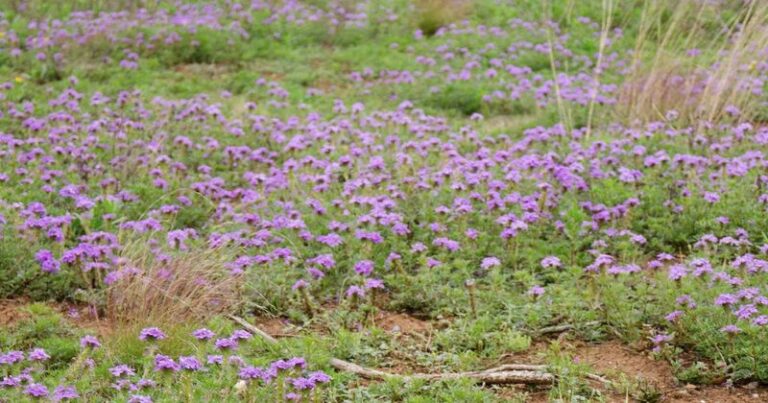 Most Texas Homeowners Yank This Purple Weed Out Before They Learn It Feeds Pollinators For Free