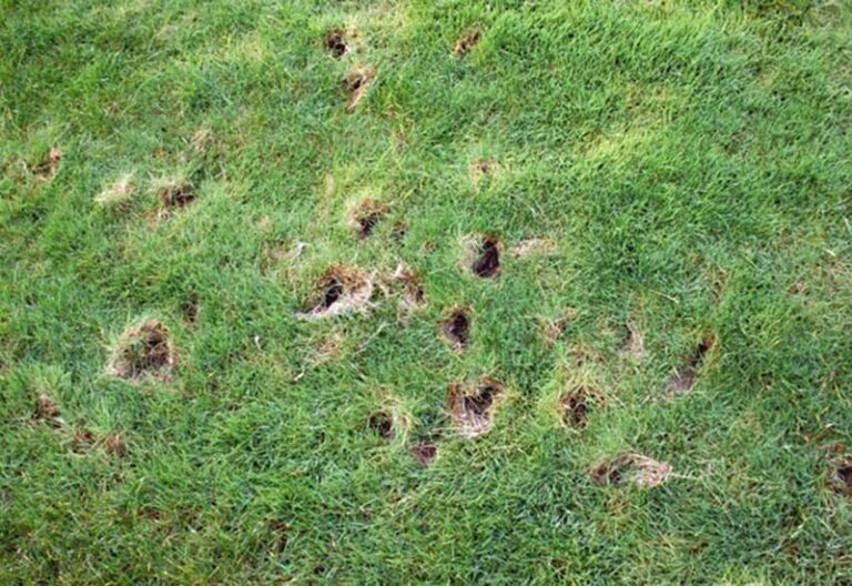 Before You Call Someone To Trap That Skunk Digging Your Lawn, It Is Eating The Grubs Turning Your Grass Brown