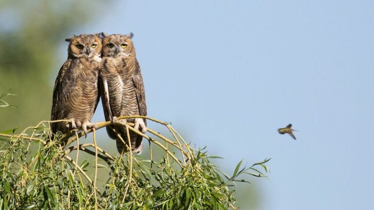 The Meaning Behind An Owl Landing In Your Texas Yard During A Heat Wave