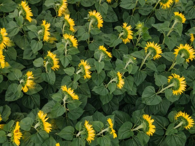 Your Sunflower Stopped Following The Sun Because It Grew Up And Now Faces East To Pull In 5x More Bees