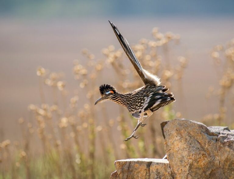 8 Things A Texas Roadrunner Snaps Up In Your Yard Before You Finish Coffee