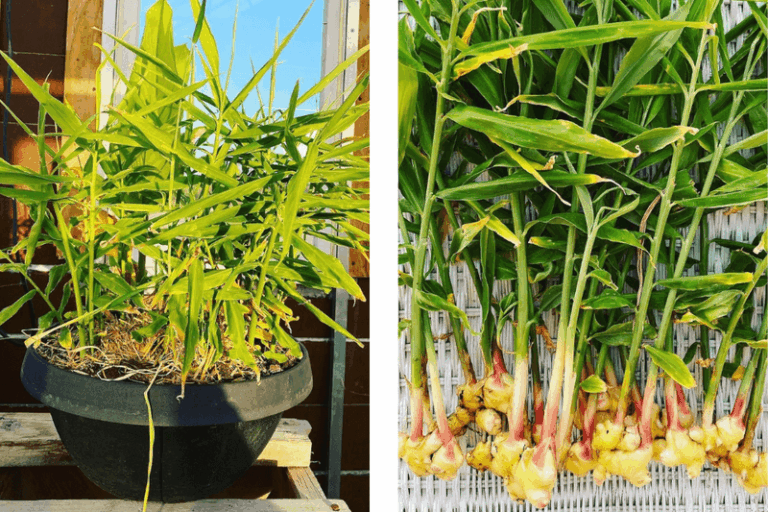 You Can Grow A Year Of Kitchen Spices In One Sunny Windowsill For Almost Nothing