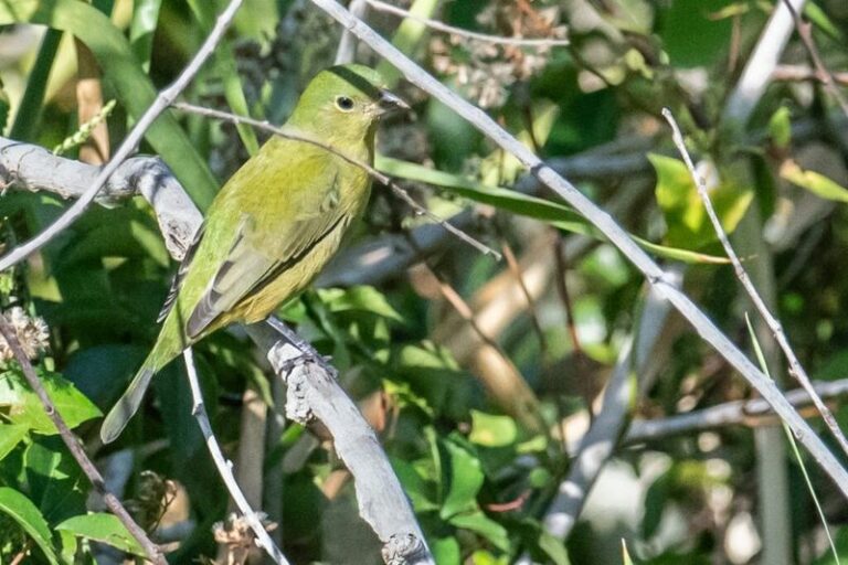 The Layered Florida Native Garden That Finally Coaxes Painted Buntings To The Yard