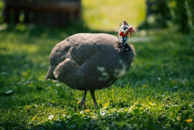 Guinea Fowl May Eat Some Ticks In Your Yard, But The “Hundreds A Day” Claim Is Unverified