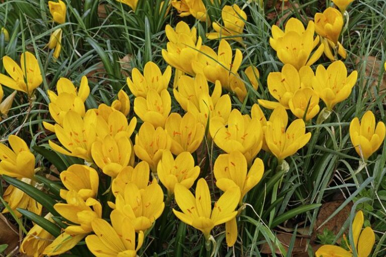 The Late Summer Bulbs Pennsylvania Gardeners Plant Now For Fall Color That Lasts