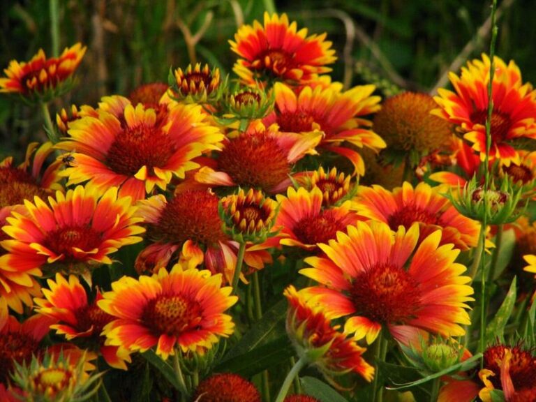 Most People Guess This Backyard Bloom Wrong, And It Is Actually The Toughest Flower For A Hot Dry Bed