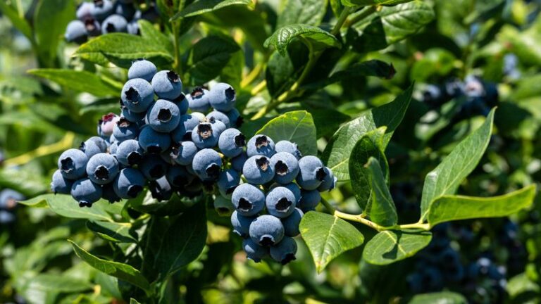 What Pennsylvania Blueberries Need Right Now For A Heavier Crop Next Summer