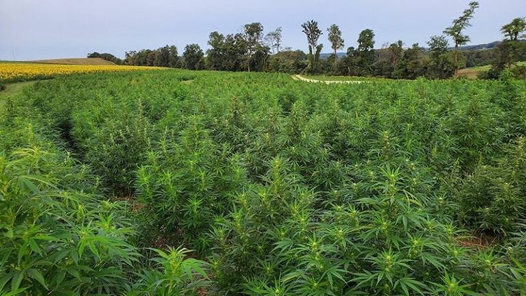 Hemp Grows More Usable Fiber In One Season Than Trees Do In Years, And Your Garden Can Grow It Too