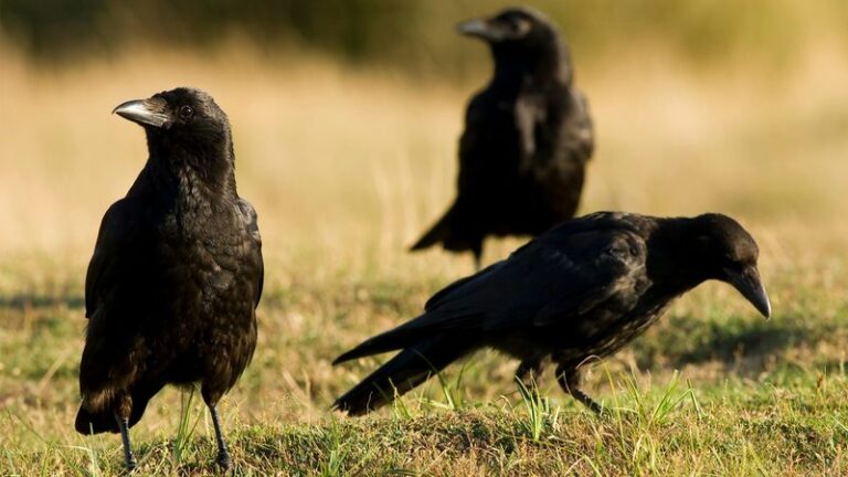 What It Really Means When A Crow Keeps Landing In Your Pennsylvania Yard