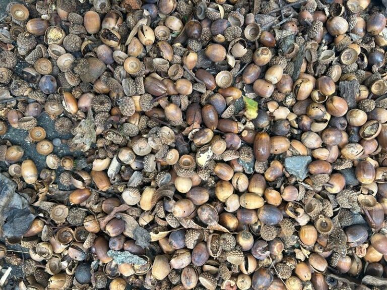 Your Oak Is Dumping 10,000 Acorns This Year Because The Whole Forest Seems Coordinated