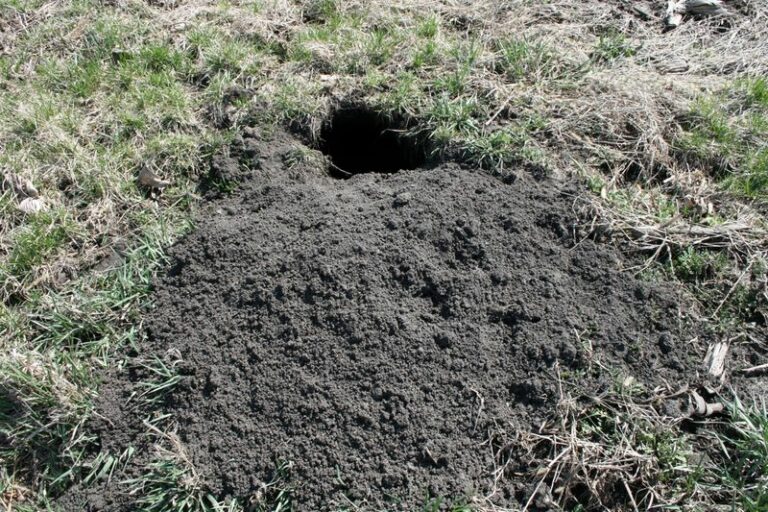 That Woodchuck Under Your Shed Moves A Lot Of Soil And May Shelter Other Wildlife, But The Numbers Need Context