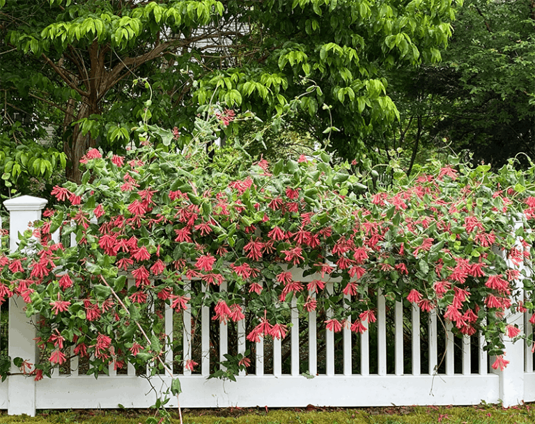 The North Carolina Vine That Softens A Fence And Feeds Hummingbirds At The Same Time