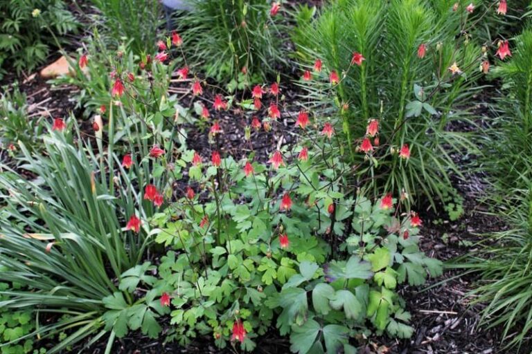 The North Carolina Wildflower That Keeps Reseeding And Filling Empty Spots For You