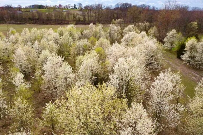 These Regulated Pennsylvania Trees Could Cost You A Fine, So Check Your Yard Now