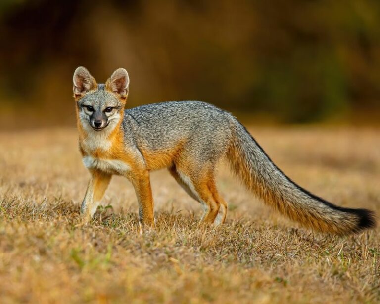 More Gray Foxes Patrolling Your Texas Property Means Fewer Rats Around The Barn
