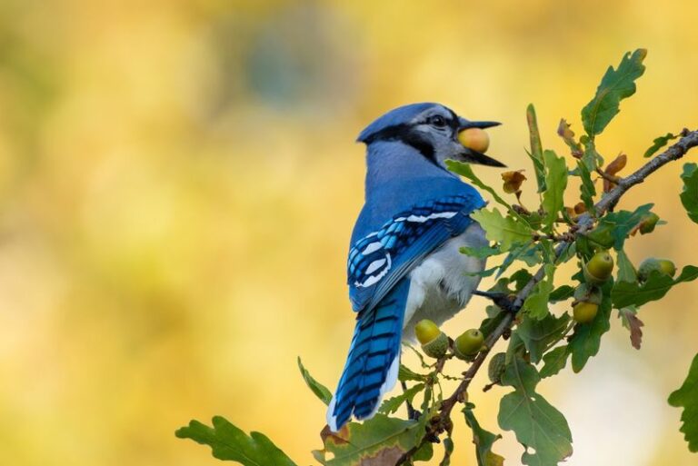 The Meaning Behind Seeing A Blue Jay Return To The Same Oak In Your Florida Yard
