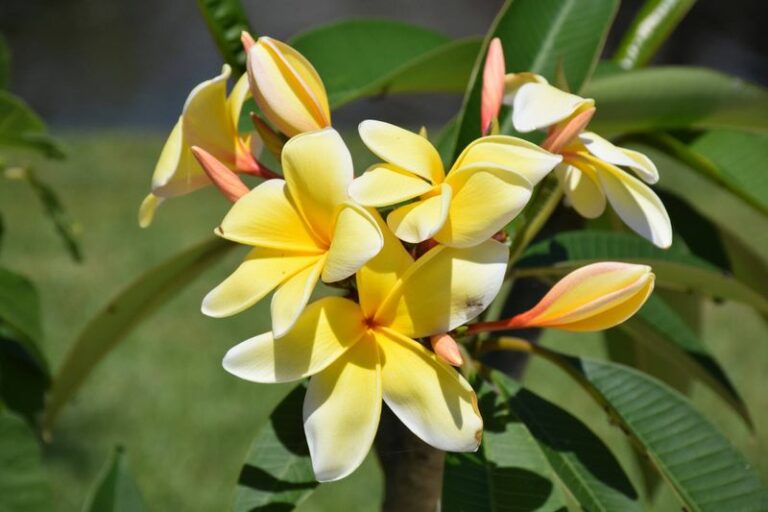 The One Thing Florida Plumeria Owners Skip That Quietly Wrecks The Late-Summer Blooms