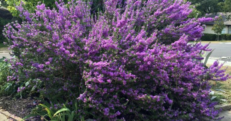The Underrated Texas Native That Keeps Blooming Straight Through Water Restrictions
