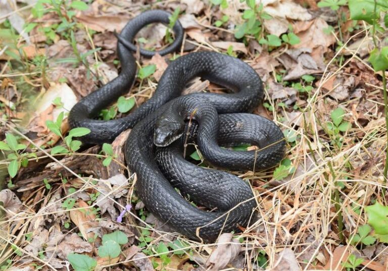 That Black Rat Snake In Your Pennsylvania Garden Is Actually Working For You