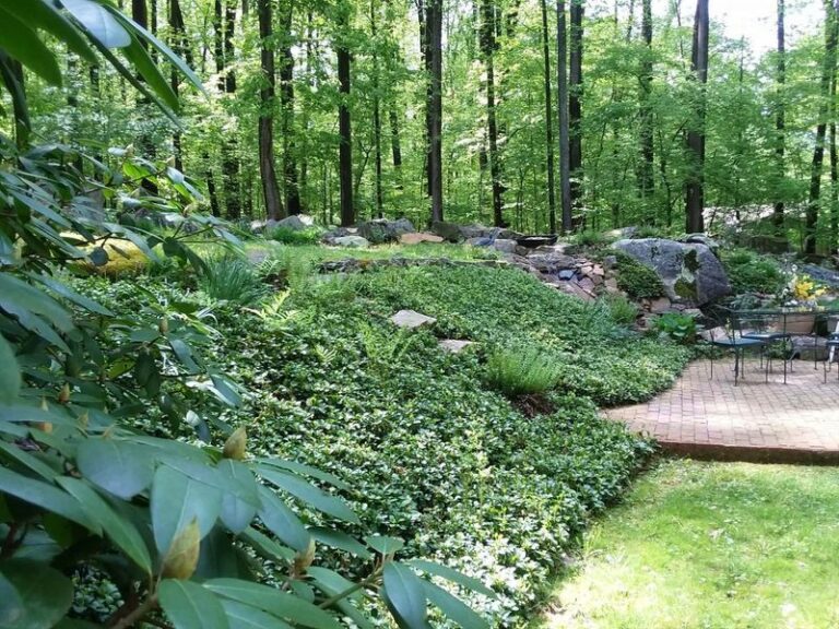 These Pennsylvania Natives Smother Weeds On A Slope Without A Drop Of Chemicals