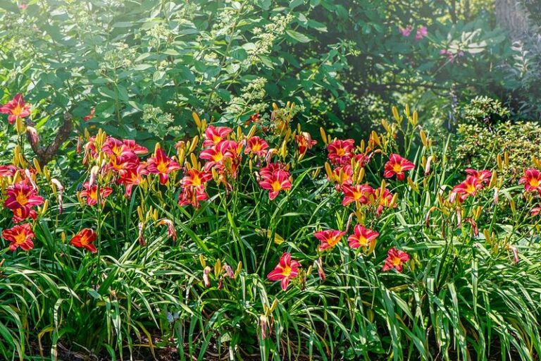 The Backyard Bloomers Gardeners Quietly Trade Every Year Because They Multiply On Their Own