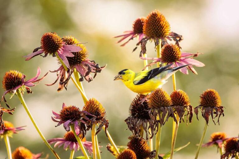 Your Coneflower Heads Are Drying Brown Right Now, And That Is Your Free Seed For Next Year