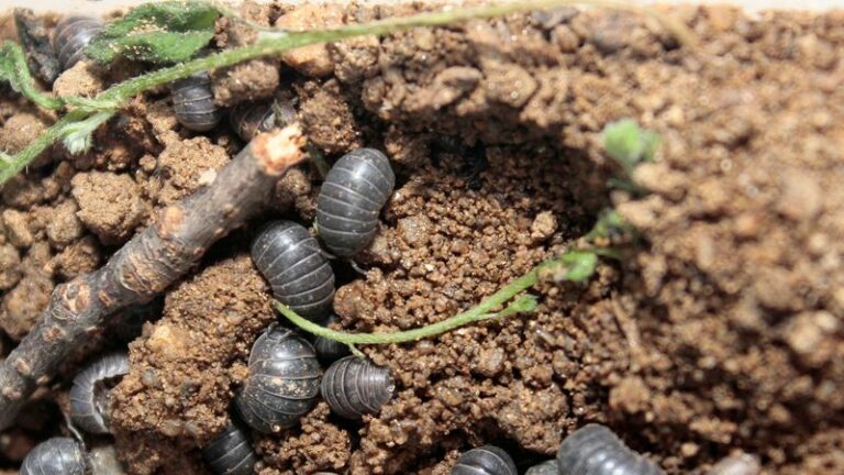 Roly-Polies Can Absorb Certain Metals, But They Are Not Cleaning Your Soil