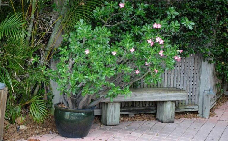 The One Thing To Do With Your Florida Desert Rose Now So It Keeps Blooming Through Storm Season