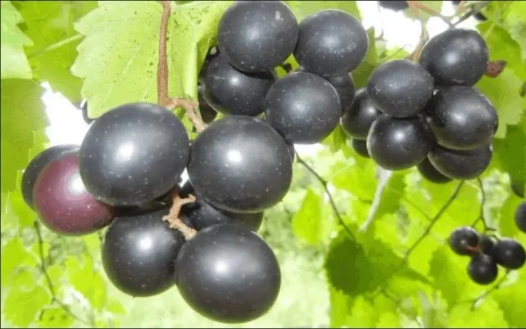 Your North Carolina Muscadines Are Loaded But Refusing To Sweeten, And One Watering Habit Is Why