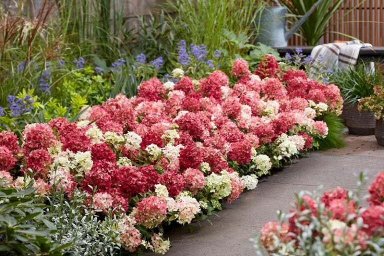 A Groundcover Hydrangea Changes The Usual Hydrangea Deal In One Very Big Way