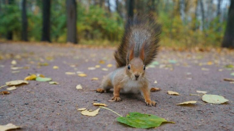 Those Strong Smells Squirrels And Chipmunks Refuse To Cross Keep Your Bulbs Safe Overnight