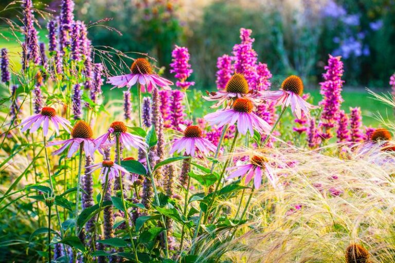 10 Perennials That Get Bigger And More Loaded With Blooms Every Year You Leave Them Alone