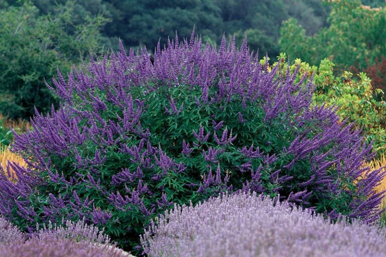 The New 2026 Shrubs That Shrug Off Texas Heat Without Chaining You To The Hose