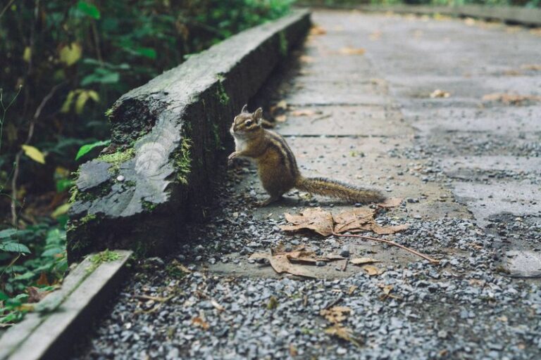 What It Means When A Chipmunk Suddenly Vanishes From Your Pennsylvania Garden