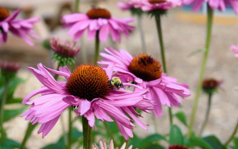 Skip The Fussy Hydrangeas And Grow These Pennsylvania Perennials That Bloom All Summer Long